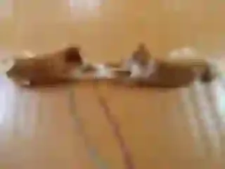 Dogsmith kennel. Shiba Inu puppies